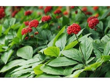 Äkta ginseng alias ginsengrot