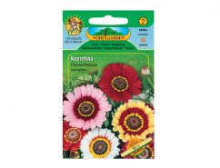 Marguerite seed package mix with picture of multicolored flowers in pink, red, yellow and white on green background Marguerite seed package mix with picture of multicolored flowers in pink, red, yellow and white on green background