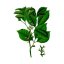 Botanická ilustrace rostliny Elemi s velkými zelenými listy, drobnými bílými květy a plody na bílém pozadí pro identifikaci rostliny Botanická ilustrace rostliny Elemi s velkými zelenými listy, drobnými bílými květy a plody na bílém pozadí pro identifikaci rostliny