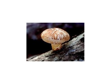 Shii-take - der asiatische Pilz