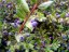 Myrta obecná (Myrtus communis) 5 semen