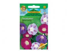Pharbitis purpurea - povijnce nachová