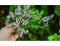 5 herbes robustes indispensables en cuisine!