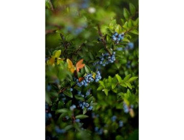 Culture du bleuet du Canada au jardin