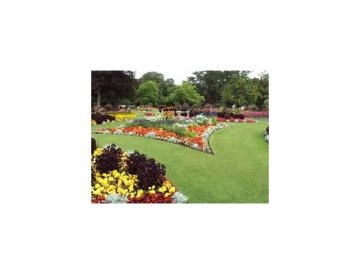 Revitalización del césped con plantas anuales