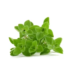 Rametti di maggiorana verde brillante con piccole foglie ovali disposte in gruppi compatti su sfondo bianco Rametti di maggiorana verde brillante con piccole foglie ovali disposte in gruppi compatti su sfondo bianco