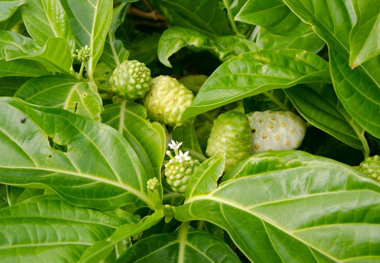 Noni citrusolistá (Morinda citrifolia) 7 semen
