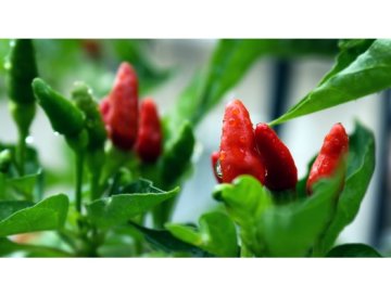 Guide till odling av chilipeppar