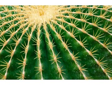 Echinocereus: Los cactus que florecen durante mucho tiempo