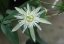Mučenka vanilková (Passiflora capsularis) 5 semen