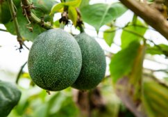 Deux fruits non mûrs de passiflore douce suspendus aux branches parmi les feuilles vertes, surface couverte de points clairs Deux fruits non mûrs de passiflore douce suspendus aux branches parmi les feuilles vertes, surface couverte de points clairs