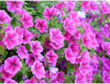 Petunia