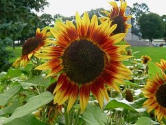 Girasol Helianthus ProCut Bicolor con flores amarillo-rojas y centro oscuro en terreno de jardín con césped y árboles de fondo