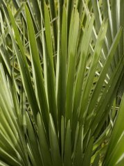 Karbatá nízka (Chamaerops humilis) 3 semená