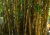 Bambus trnitý (Bambusa bambos) 5 semen