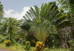 Ung madagaskansk Strelitzia med gröna solfjäderformiga blad som växer i trädgård bland andra tropiska växter under mulen himmel