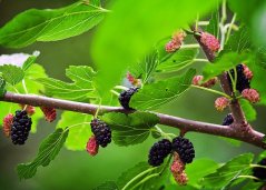 Moruše černá (Morus nigra)  7 semen