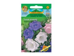 Zvonek prostřední plnokvětý, směs