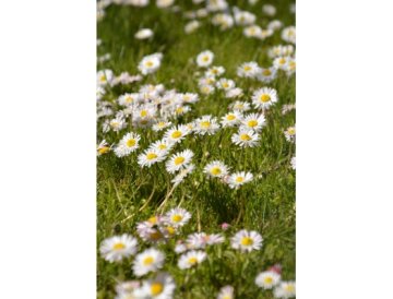 Margaritas de flor doble: auténticas bellezas