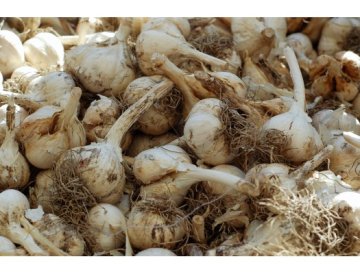 Aglio coltivato - Allium sativum L.