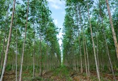 Filas de jovenes eucaliptos limón con troncos rectos claros y hojas verdes creciendo en filas regulares en plantación Filas de jovenes eucaliptos limón con troncos rectos claros y hojas verdes creciendo en filas regulares en plantación