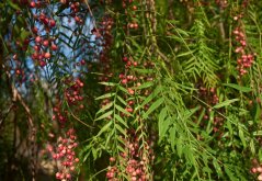 Pepřovec (Schinus molle) 6  semen