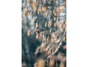 Aliso verde - Alnus viridis