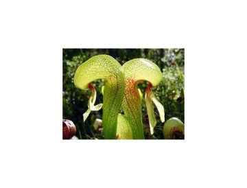 Darlingtonia - Lirio Cobra