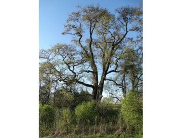 Jilm vaz - Ulmus laevis