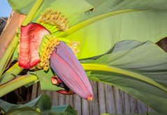 Banánovník obecný (Musa balbisiana) 5 semen