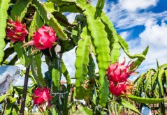 Pitahaya červená (hylocereus costaricensis) 7 semen