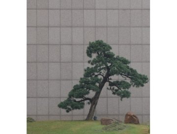 Borovice jako elegantní bonsai
